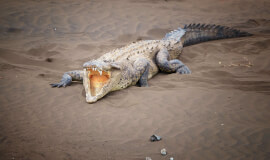 Adventure Connection between San José and Guanacaste with a Crocodile Safari