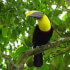 Arenal Mini Combo Hanging Bridges + Volcano Walk