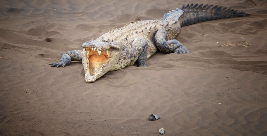 Adventure Connection between San José and Guanacaste with a Crocodile Safari