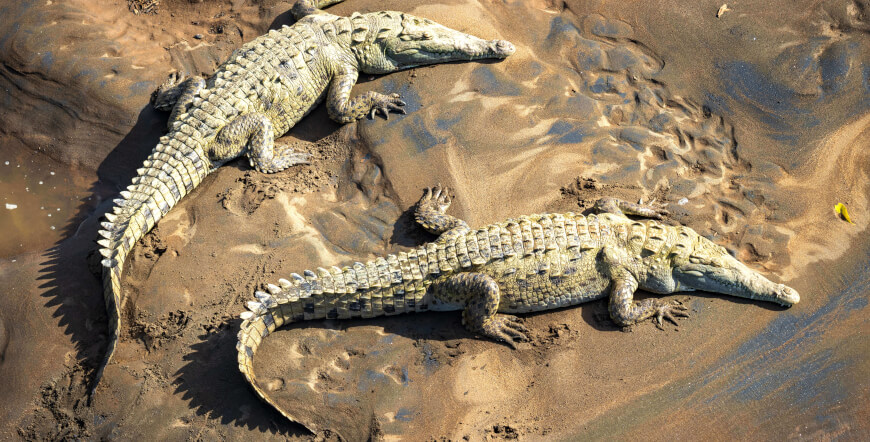 Adventure Connection between San José and Guanacaste with a Crocodile Safari