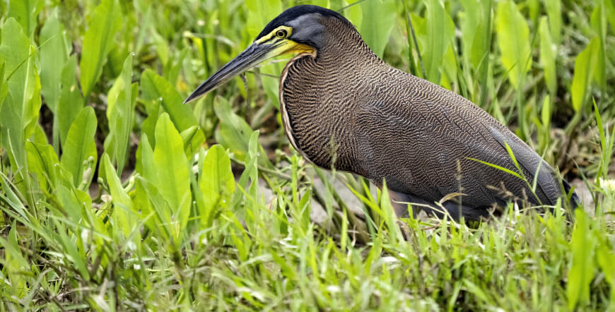 Adventure Connection between San José and Guanacaste with a Crocodile Safari